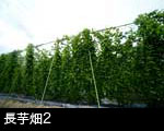 長芋畑2