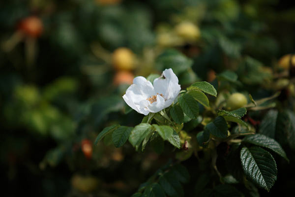 花の季節も終わる8月、沢山の果実に混じって咲いていた白いハマナス一輪。