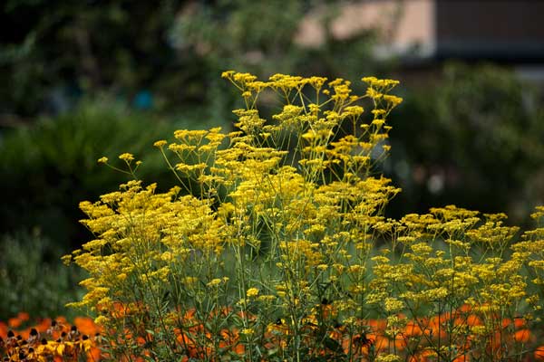 秋の七草、オミナエシの画像2枚。アウトフォーカスしたオレンジ色の花を背景に咲き誇る女郎花の花。バリエーション1カット。