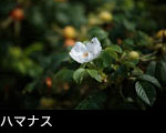 ハマナス