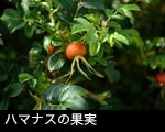 ハマナスの果実