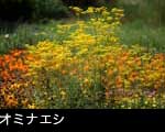 オミナエシ2