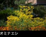 オミナエシ1