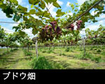 ブドウ畑