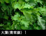 大葉(青紫蘇）1