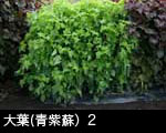 大葉(青紫蘇）2