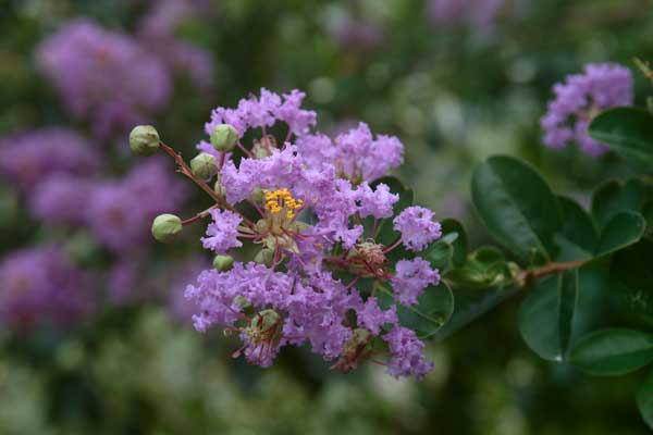 夏、赤紫色の花を沢山付けていたサルスベリの木。背景をぼかした一枝の画像。 