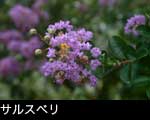 サルスベリ