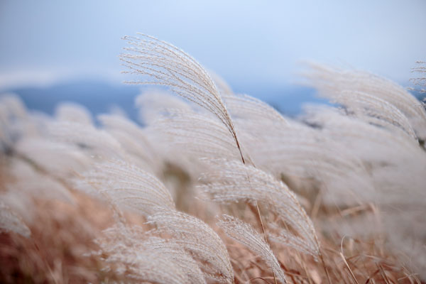 枯れススキ 画像2 フリー写真素材