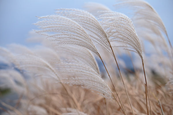 枯れススキ 画像4 フリー写真素材