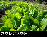 ほうれん草 畑