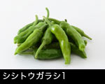 シシトウガラシ（シシトウ）サムネール画像1