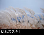 枯れススキ1