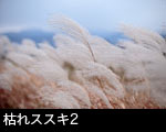 枯れスス2