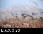 枯れスス3