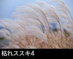 枯れスス4
