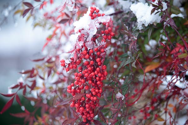 真っ赤な南天の実に雪が積もり凍り付いた写真。一房のアップ、背景はアウトフォーカスした南天の葉