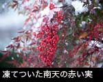 雪をかぶった南天の赤い実