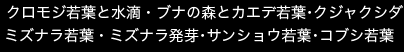 掲載画像　クロモジ若葉と水滴・ブナの森とカエデ若葉･クジャクシダ・ミズナラ若葉・ミズナラ発芽･サンショウ若葉･コブシ若葉