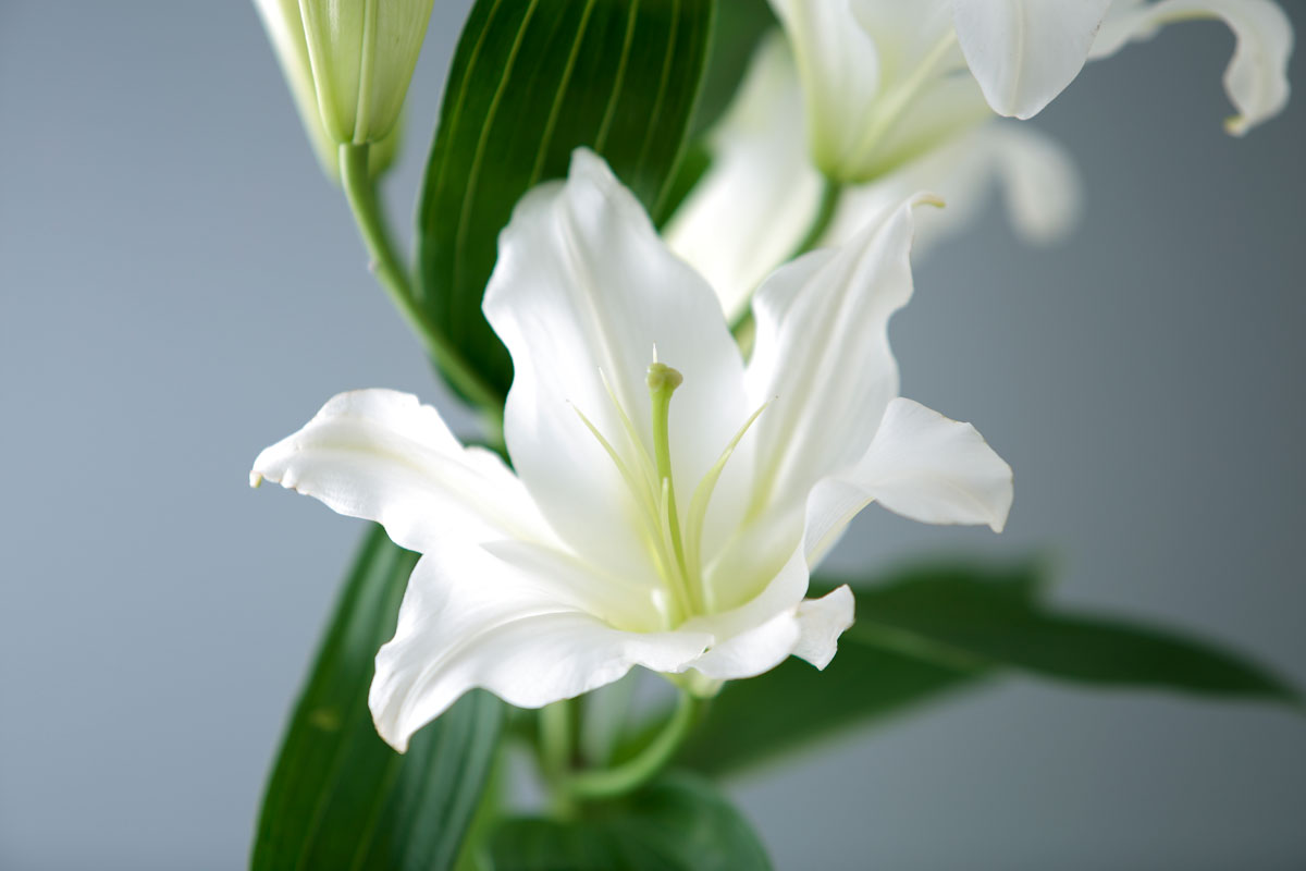 j81l-5726　白百合の花