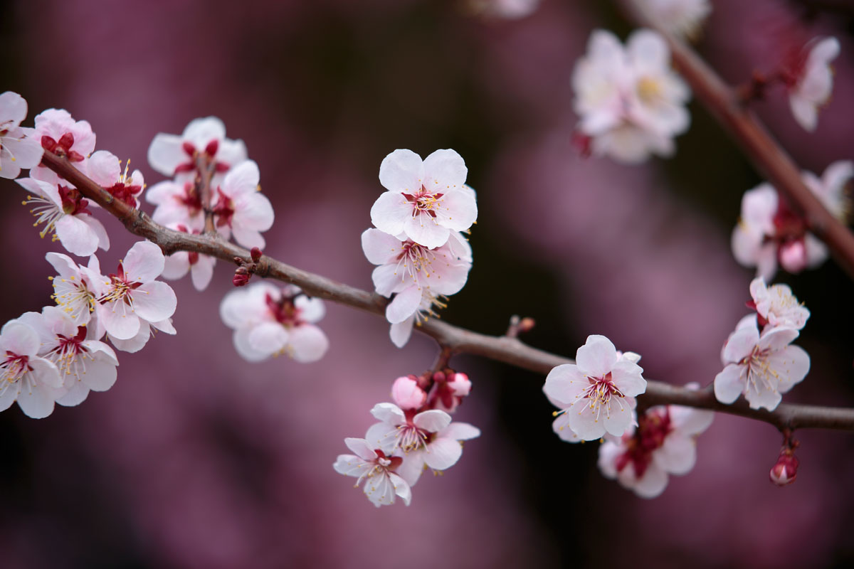 j81l-6009　梅の花