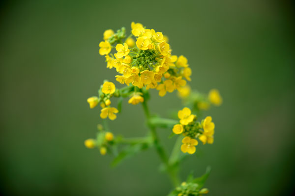 畑で咲いている黄色い蕪の花。花の部分のアップ画像、背景はアウトフォーカスした緑色