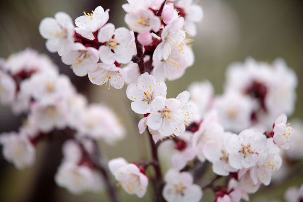 梅の花　フリー画像3