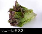 サニーレタス 野菜 フリー画像2
