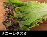 サニーレタス 野菜3