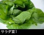 サラダ菜1