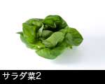 サラダ菜 野菜2