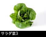 サラダ菜 野菜3