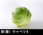 春キャベツ〔新キャベツ）