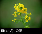 蕪の花