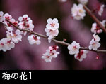 梅の花1