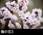 梅の花2