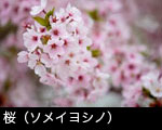 桜の花 （ソメイヨシノ）
