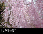 しだれ桜1
