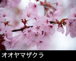オオヤマザクラの花