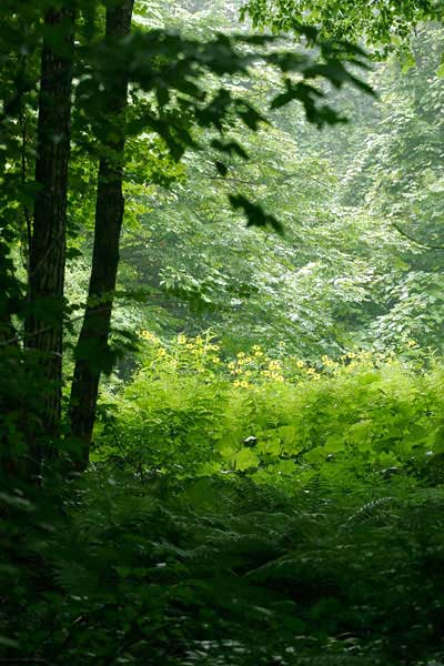 黄色い花が咲く夏の森林イメージ 画像 無料写真素材