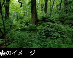 森のイメージ