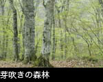 芽吹きのブナ林