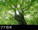 ブナ巨木