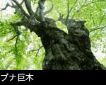 ブナ巨木