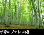 新緑のブナ林