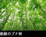 新緑のブナ林