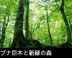 ブナ巨木と新緑の森