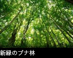 新緑のブナ林