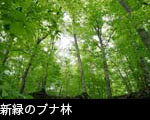 新緑のブナ林