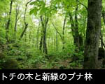トチの木と新緑のブナ林